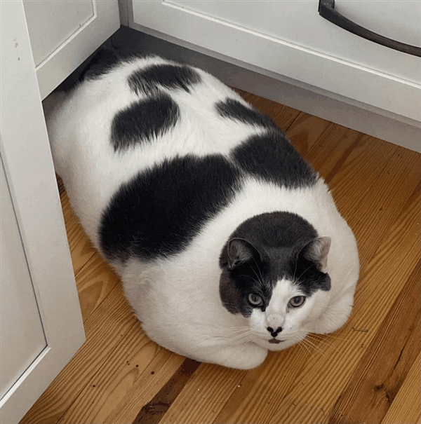 世界最胖的猫在数万人的监督下被迫减肥：一年后能跳上桌子了-图1