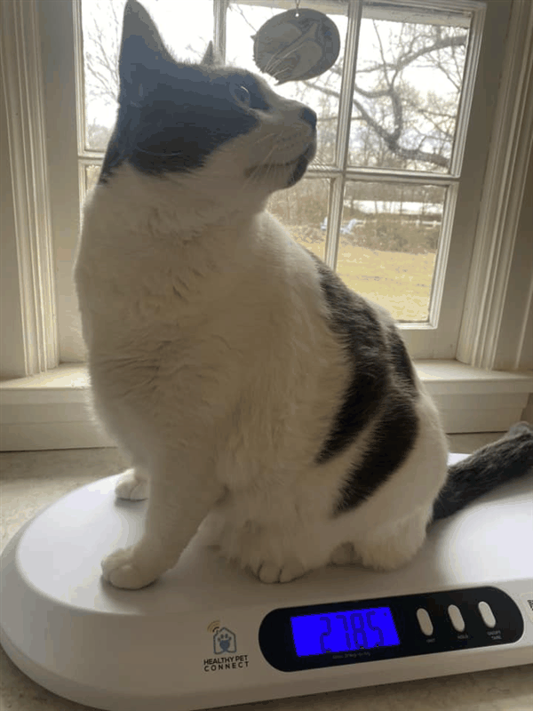 世界最胖的猫在数万人的监督下被迫减肥：一年后能跳上桌子了-图13