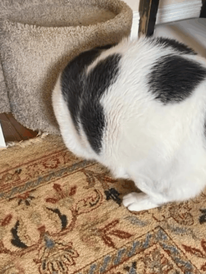 世界最胖的猫在数万人的监督下被迫减肥：一年后能跳上桌子了-图4