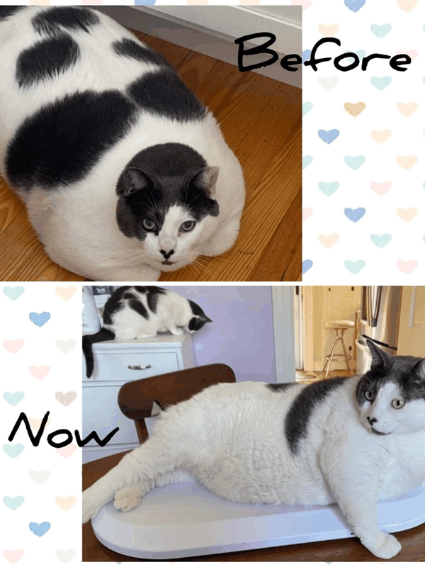 世界最胖的猫在数万人的监督下被迫减肥：一年后能跳上桌子了-图11