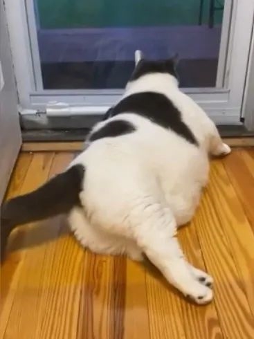 世界最胖的猫在数万人的监督下被迫减肥：一年后能跳上桌子了-图5
