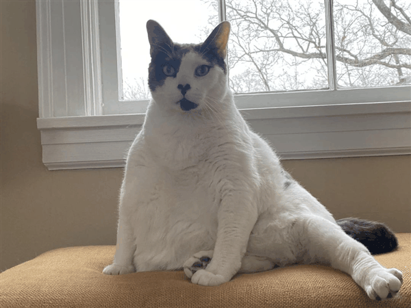 世界最胖的猫在数万人的监督下被迫减肥：一年后能跳上桌子了-图12
