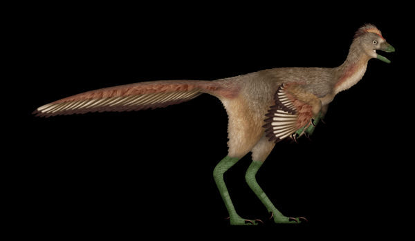“龙”和“凤”能“合体” 长“鸟翼”的福建第一龙 弥补3000万年空白-图1