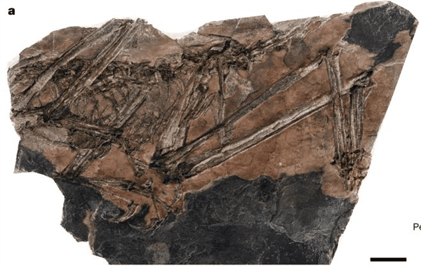 “龙”和“凤”能“合体” 长“鸟翼”的福建第一龙 弥补3000万年空白-图7