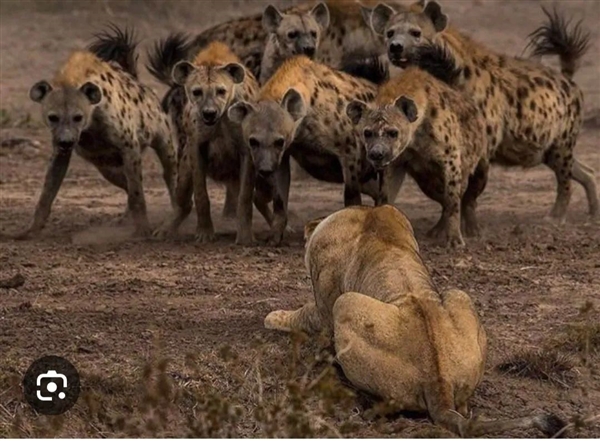 狮子被鬣狗包围 却不逃跑：为什么呢