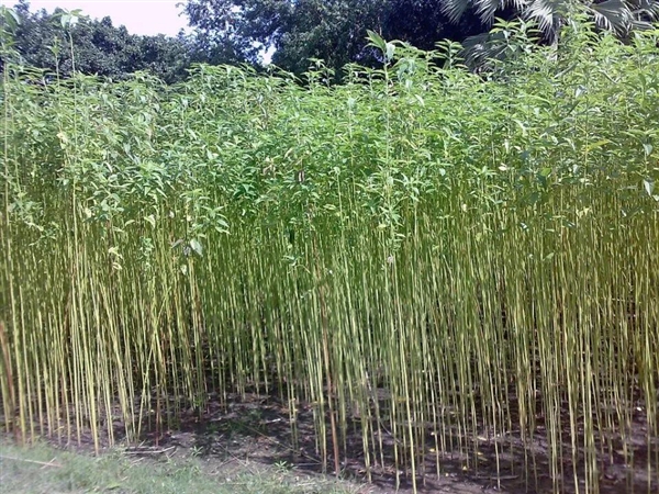 快被中国抛弃的农作物黄麻 却被印度当作宝！养活印度400多万人