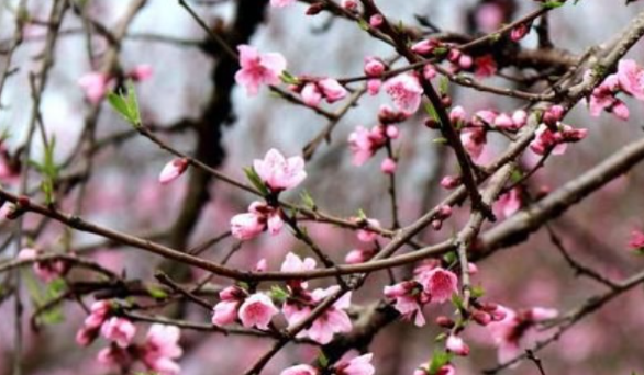 蚂蚁庄园3月21日：诗句春日春风有时好春日春风有时恶描写的是春季的哪种特点