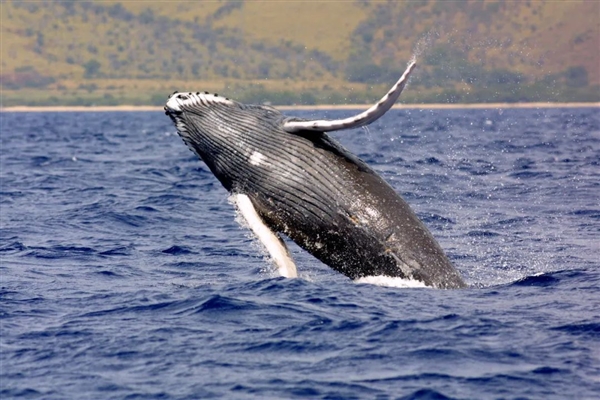 好消息：人类首次记录座头鲸交配！坏消息：都是雄性