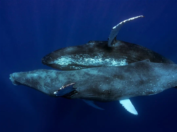 好消息：人类首次记录座头鲸交配！坏消息：都是雄性