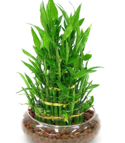 蚂蚁庄园3月23日：富贵竹是一种竹子吗