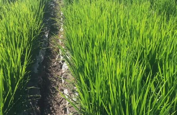 蚂蚁庄园3月25日:水稻只能在水里生长吗