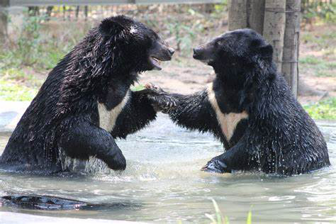 黑瞎子岛两头亚洲黑熊打起来了：难不成“熊大熊二”是骗人的吗
