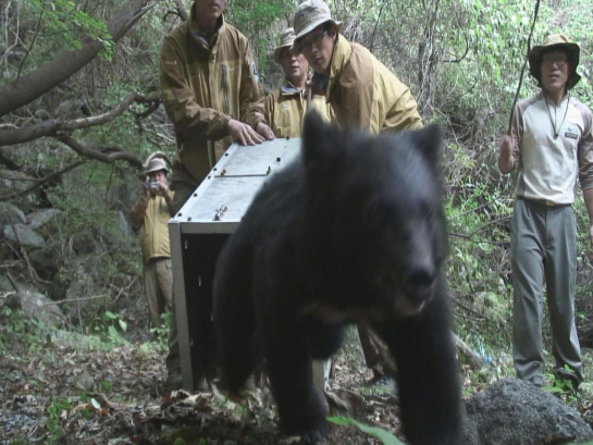黑瞎子岛两头亚洲黑熊打起来了：难不成“熊大熊二”是骗人的吗