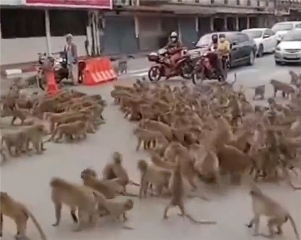 泰国数千只猴子帮派冲突打群架：37只带头公猴被抓去做绝育