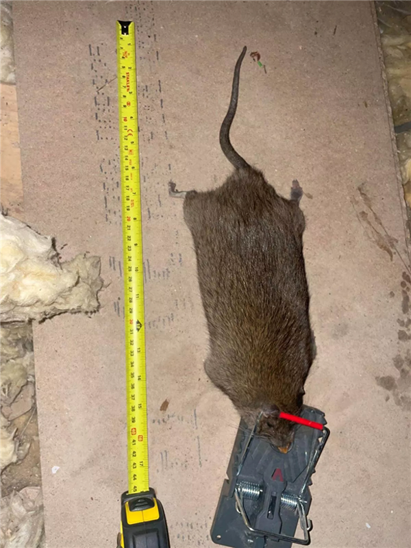 英国捉到比狗还大的老鼠 足足56厘米！为什么老鼠变异如此