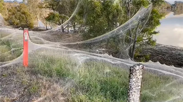 蜘蛛成精了吗！福建惊现巨型“蜘蛛网” 一夜织成30多平方