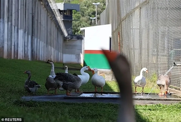 巴西监狱用鹅看犯人：不奇怪 中国边境有500只编制鹅巡逻