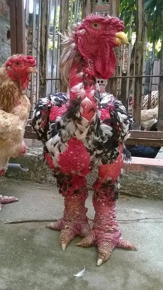 世界最贵的鸡：一双鸡腿最多能卖超10000元